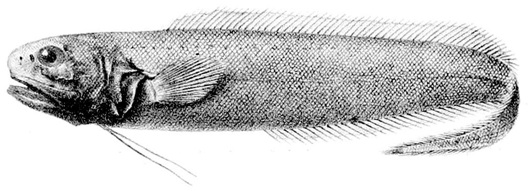 Monomitopus metriostoma_01.jpg